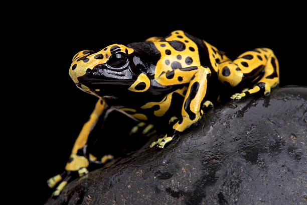yellow-banded poison dart frog (Dendrobates leucomelas) stock photo