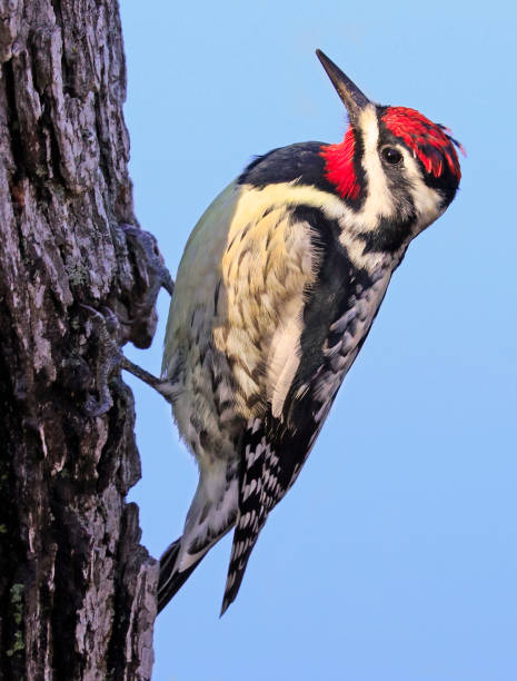 Yellow-bellied Sapsucker woodpecker portrait sitting on a tree trunk into the forest stock photo
