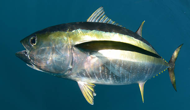yellowfin tuna fish underwater in ocean stock photo