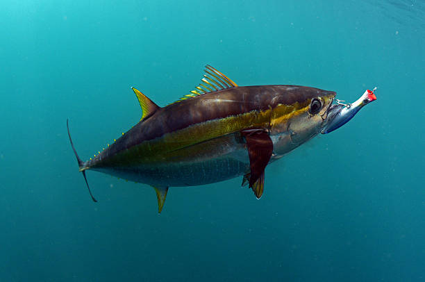 yellowfin tuna fish with a lure in its mouth stock photo
