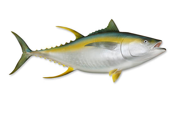 atún de aleta amarilla con trazado de recorte - atún pescado fotografías e imágenes de stock