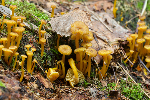 Yellowfoot, Cantharellus tubaeformis in natural environment. This mushroom is edible and popular in Sweden.