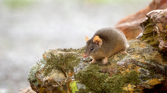 Yellow-footed antechinus (Antechinus flavipes)