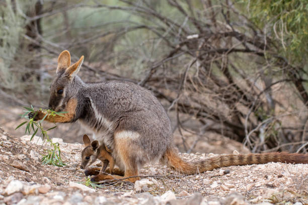 Yellow-footed Rock Wallaby Yellow-footed Rock Wallaby and joey feeding on acacia in the Flinder's Ranges South Australia Tree Kangaroo stock pictures, royalty-free photos & images