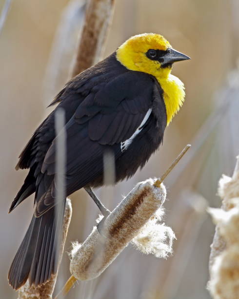 Best Yellow Headed Blackbird Stock Photos, Pictures & Royalty-Free Images - iStock