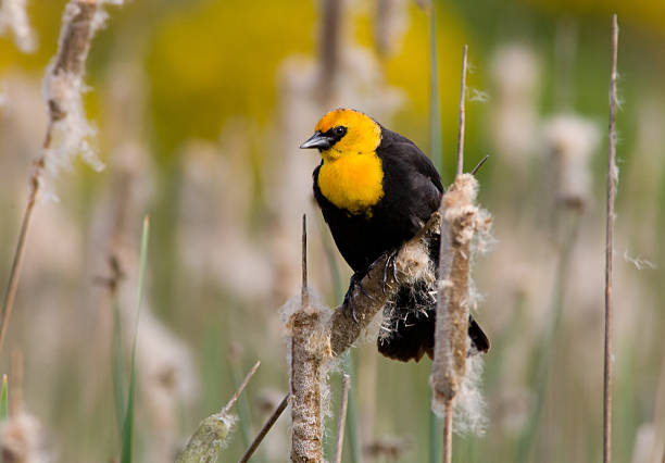 Download Yellow Headed Blackbird Stock Photos, Pictures & Royalty-Free Images - iStock