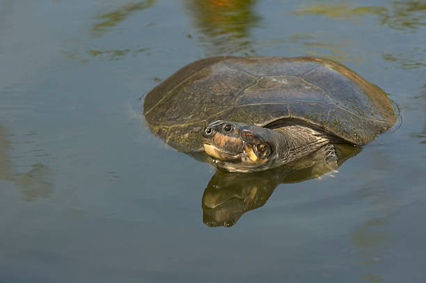 Yellow-spotted Amazon River Turtle stock photo