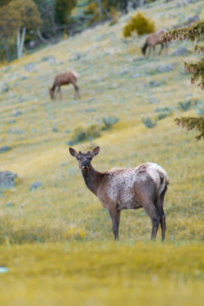 Yellowstone Deer stock photo