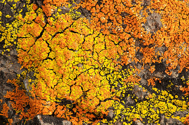Yellowstone Moss Rock Background Pattern or Texture stock photo