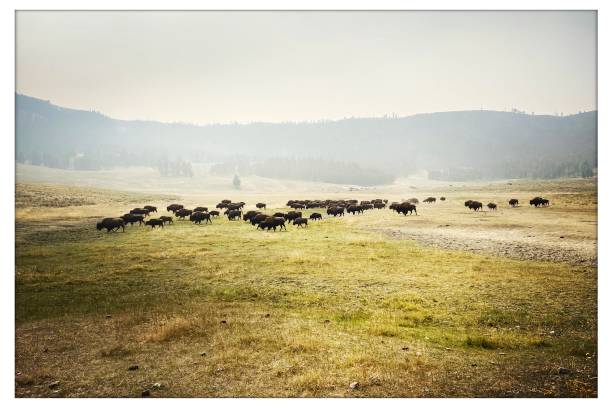 옐로스톤 국립공원 아메리칸 들슨 - buffalo 뉴스 사진 이미지
