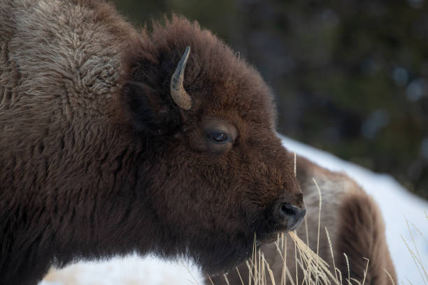yellowstone national park bison eating - buffalo stok fotoğraflar ve resimler
