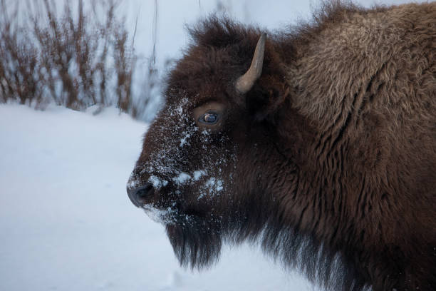 yellowstone national park bison - buffalo stok fotoğraflar ve resimler