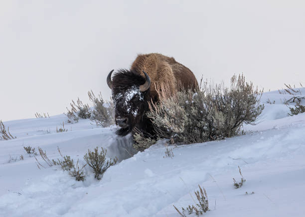 yellowstone national park bison - buffalo stok fotoğraflar ve resimler