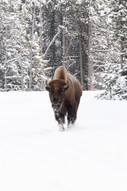a yellowstone national park bison walking along the edge of the woods - buffalo stok fotoğraflar ve resimler