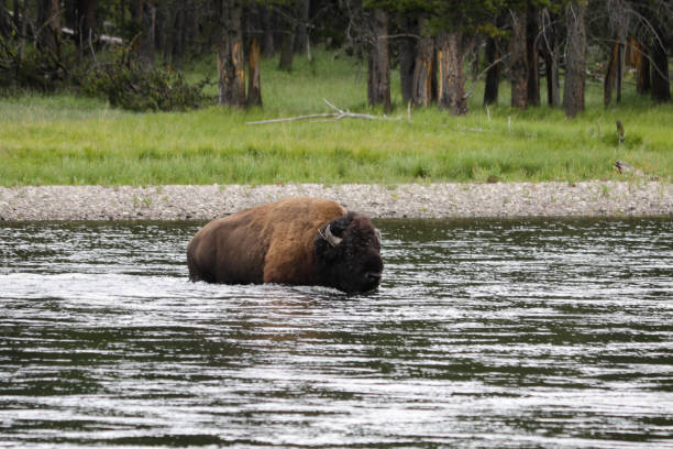 parque nacional yellowstone. - buffalo - fotografias e filmes do acervo