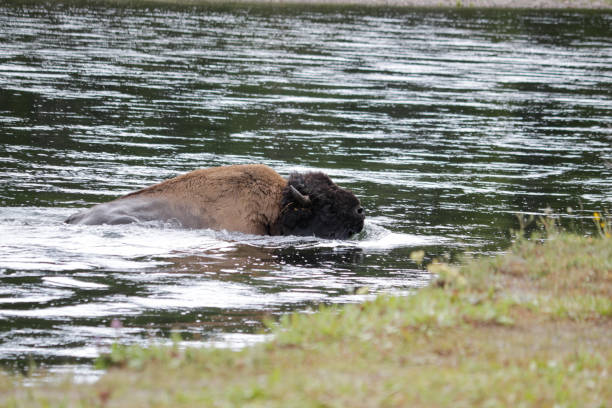 옐로스톤 국립공원. - buffalo 뉴스 사진 이미지