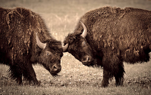 Yellowstone National Park Two Young Bison Fighting In Yellowstone National Park, two young bison sparing. montana western usa stock pictures, royalty-free photos & images