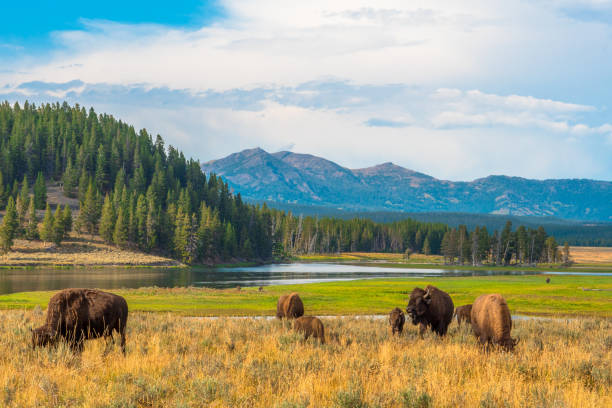 Yellowstone, National Park, Wyoming, USA Buffalos grazing at Hayden Valley, Yellowstone, National Park, Wyoming, USA american bison stock pictures, royalty-free photos & images