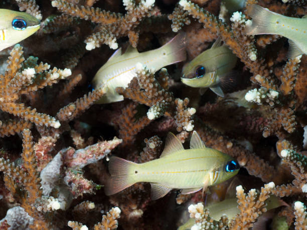 Yellow-striped Cardinalfish in between corals stock photo