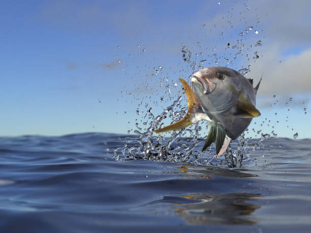 Yellowtail amberjack fish top of ocean surface 3d render stock photo