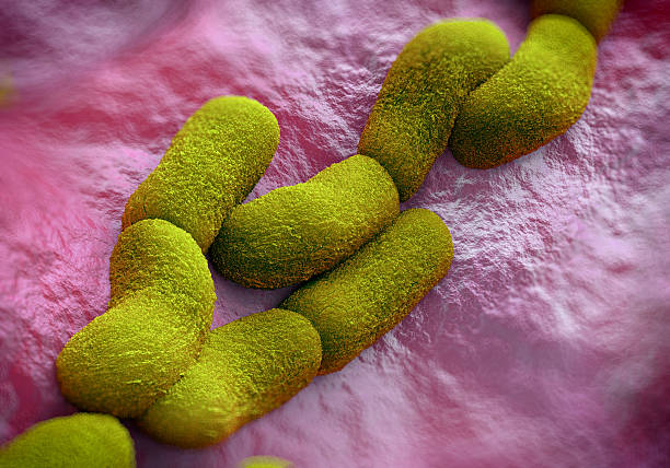 Yersinia pestis (plague) bacteria Yersinia pestis (plague) bacteria bubonic plague photos stock pictures, royalty-free photos & images