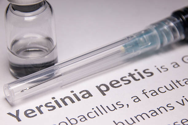 Yersinia pestis Yersinia pestis vaccine under research. bubonic plague photos stock pictures, royalty-free photos & images