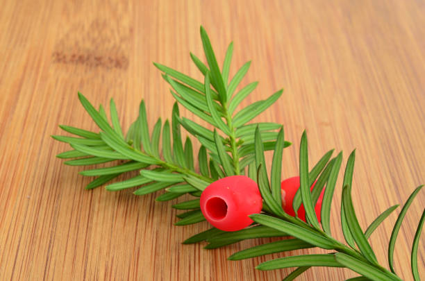 Yew berries on green twig Fresh, red yew berries on green twig on bamboo wooden table, close up view yew lake stock pictures, royalty-free photos & images