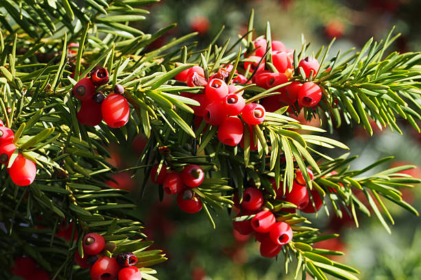 A yew bush with bright red berries stock photo