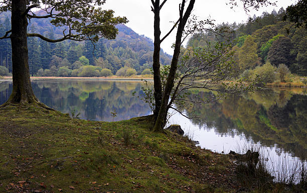 Yew Tree Tarn  yew lake stock pictures, royalty-free photos & images