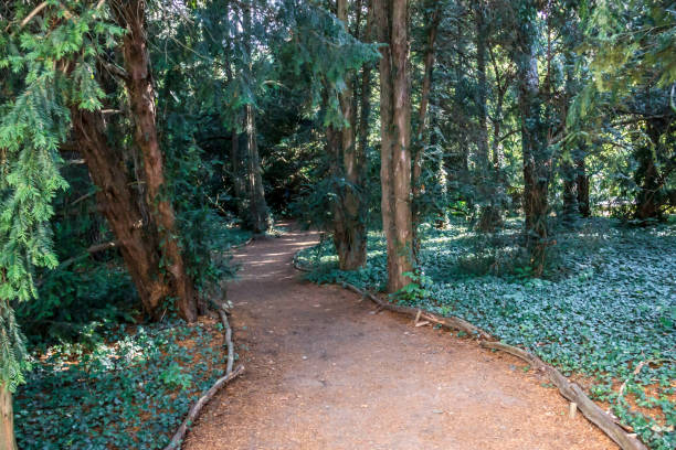 Yew trees and a path Yew trees in the Arboretum in Kornik/ Wielkopolska/ Poland yew lake stock pictures, royalty-free photos & images