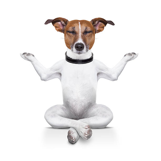 yoga dog yoga dog sitting relaxed with closed eyes thinking deeply on a brick health spa photos stock pictures, royalty-free photos & images