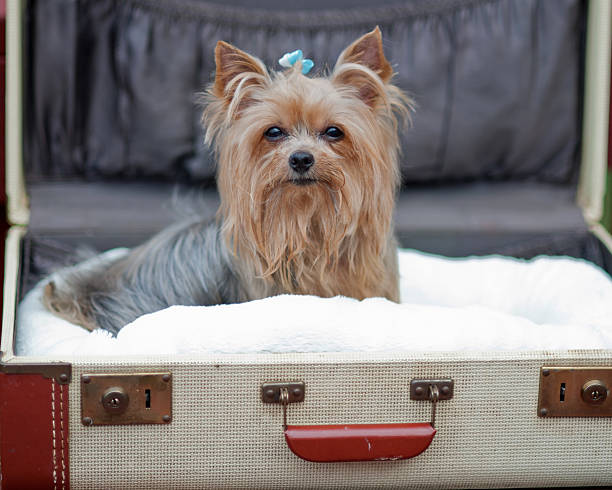 Yorkie in Suitcase stock photo