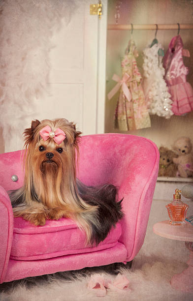 Yorkie on Pink Lounge Chair all Groomed in Dressing Room Beautiful Yorkshire terrier lying on a pink lounge chair in her dressing room getting a beauty treatment and lots of beauty rest. Beauty Salon Spa Treatment Concept, Grooming concept, Dressing Room, Pampered Pets. yorkie haircuts stock pictures, royalty-free photos & images
