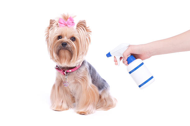Yorkshire Terrier Dog and Flea and Tick Preventative Yorkshire Terrier Dog and Flea and Tick Preventative pics of a tapeworm in humans stock pictures, royalty-free photos & images