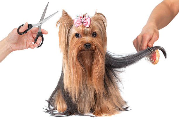 Yorkshire terrier dog grooming Yorkshire terrier dog grooming isolated on white background  yorkie haircuts stock pictures, royalty-free photos & images