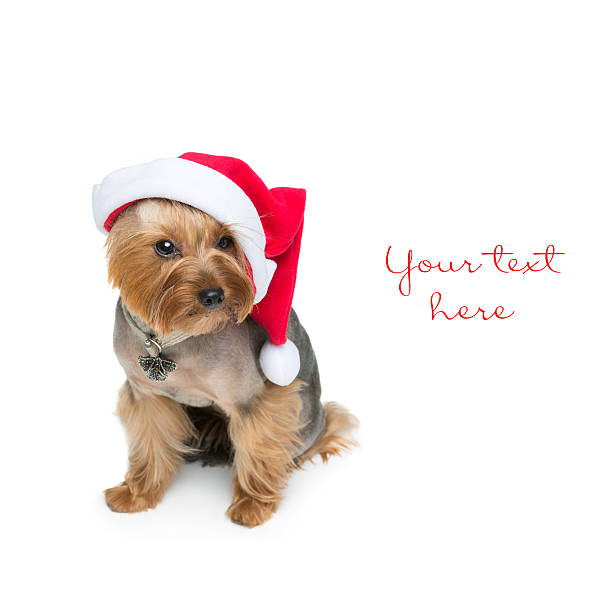 Custom Dog Cat Name Personalized Christmas Santa Hat Available in Over 90 Breeds! Yorkipoos to Yorkshire Terrier Dog