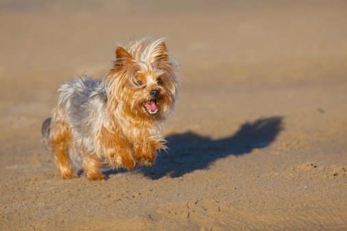 Yorkshire Terrier dog running on beach.