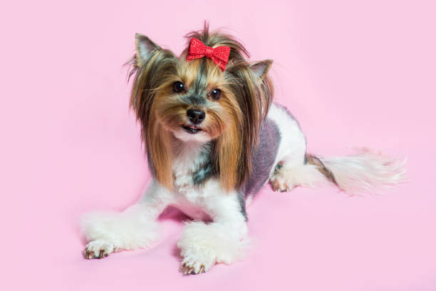 Yorkshire terrier dog with beautiful hairstyle on a pink background Yorkshire terrier dog with beautiful hairstyle on a pink background yorkie haircuts stock pictures, royalty-free photos & images