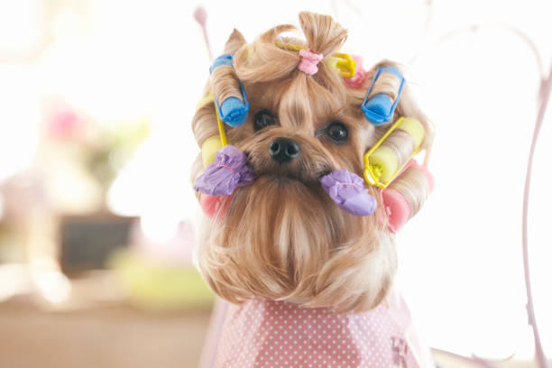 Yorkshire Terrier Dog with Hair Curlers Yorkshire terrier dog wearing hair curlers yorkie haircuts stock pictures, royalty-free photos & images