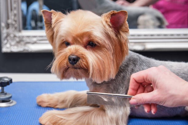 yorkshire terrier getting his hair cut at the groomer yorkshire terrier getting his hair cut at the groomer. yorkie haircuts stock pictures, royalty-free photos & images