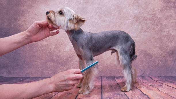 Yorkshire terrier getting his hair cut at the groomer. The woman holds the face of the Terrier with one hand, and combs the dog with the other Yorkshire terrier isolated on white bad good. The woman holds the face of the Terrier with one hand, and combs the dog with the other yorkie haircuts stock pictures, royalty-free photos & images