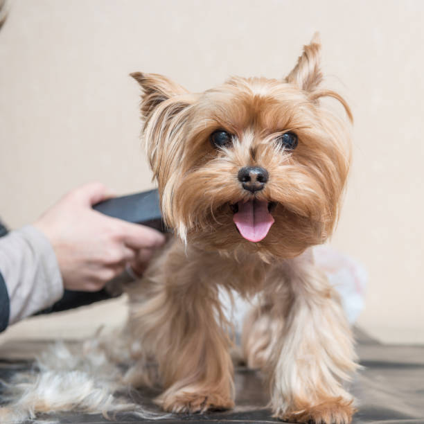 yorkshire terrier grooming yorkshire terrier grooming yorkie haircuts stock pictures, royalty-free photos & images