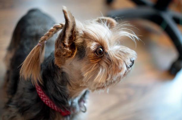 Yorkshire terrier hairs Yorkshire terrier hairs combed in braid , thor style yorkie haircuts stock pictures, royalty-free photos & images