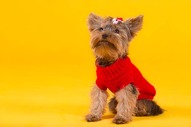 yorkshire terrier in clothes stock photo