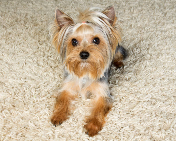 Yorkie Haircuts Stock Photos Pictures Royalty Free Images Istock