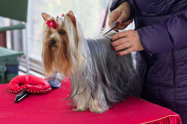 Yorkshire Terrier is preparing for the dog show. Dog breeding Yorkshire Terrier is preparing for the dog show. Dog breeding yorkie haircuts stock pictures, royalty-free photos & images