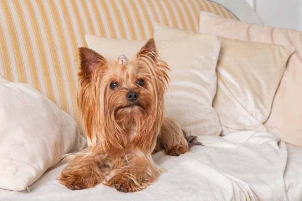 Yorkshire terrier lying on the sofa among light pillows, dog, pet Yorkshire terrier lying on the sofa among light pillows, dog, pet yorkie haircuts stock pictures, royalty-free photos & images