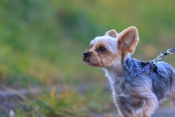 Yorkshire terrier Yorkshire terrier year of the dog stock pictures, royalty-free photos & images