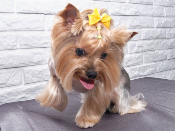 Yorkshire Terrier with a beautiful haircut looks cute into the lens. Yorkshire Terrier with a beautiful haircut looks cute into the lens. yorkie haircuts stock pictures, royalty-free photos & images