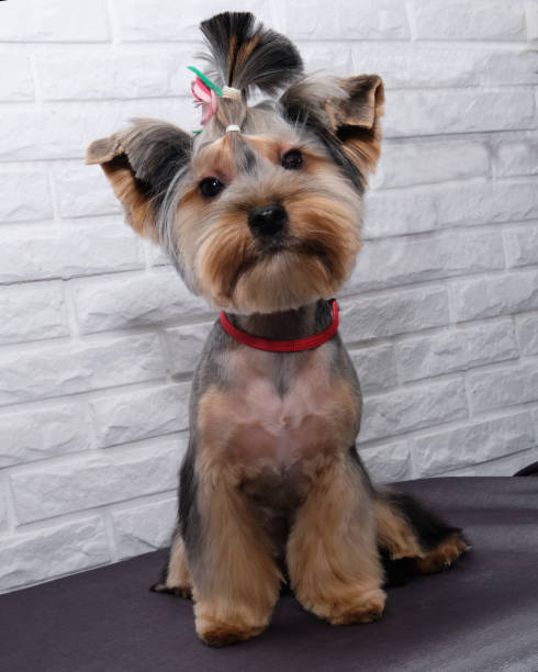 Yorkshire Terrier with a beautiful haircut with a bow On the table sits a Yorkshire Terrier with a beautiful haircut. On the head of a beautiful bow. The dog is sitting on a white brick background yorkie haircuts stock pictures, royalty-free photos & images